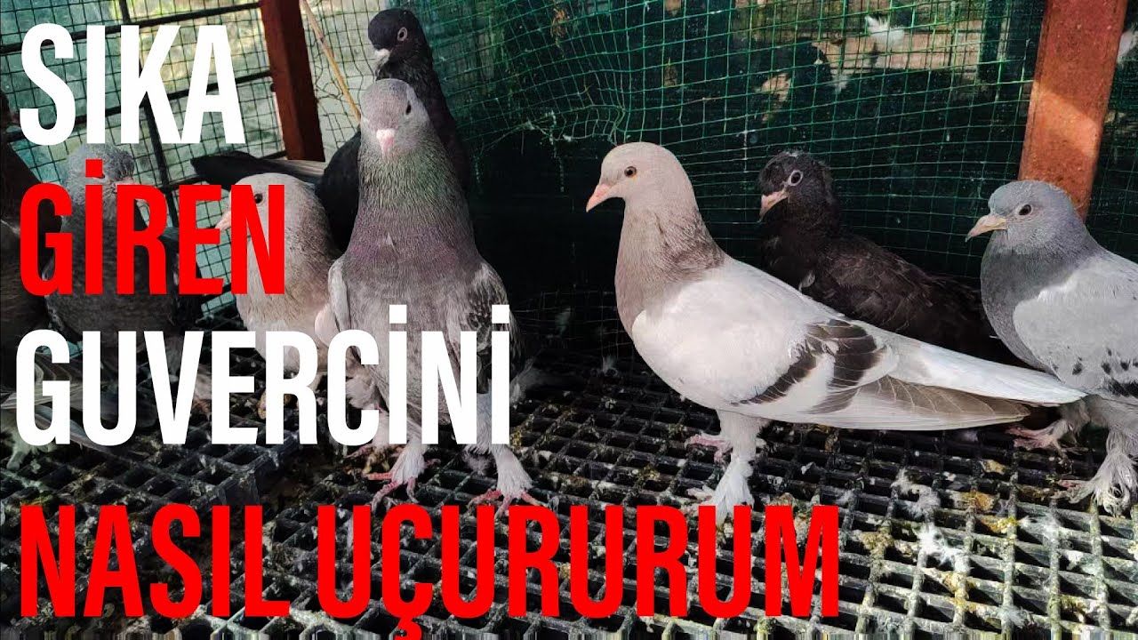 KESİN İZLEYİN.SIKA GİREN GÜVERCİN EĞİTİMİ.YENİ YAVRULAR.YAVRULARI NEDEN MAKASLADİM