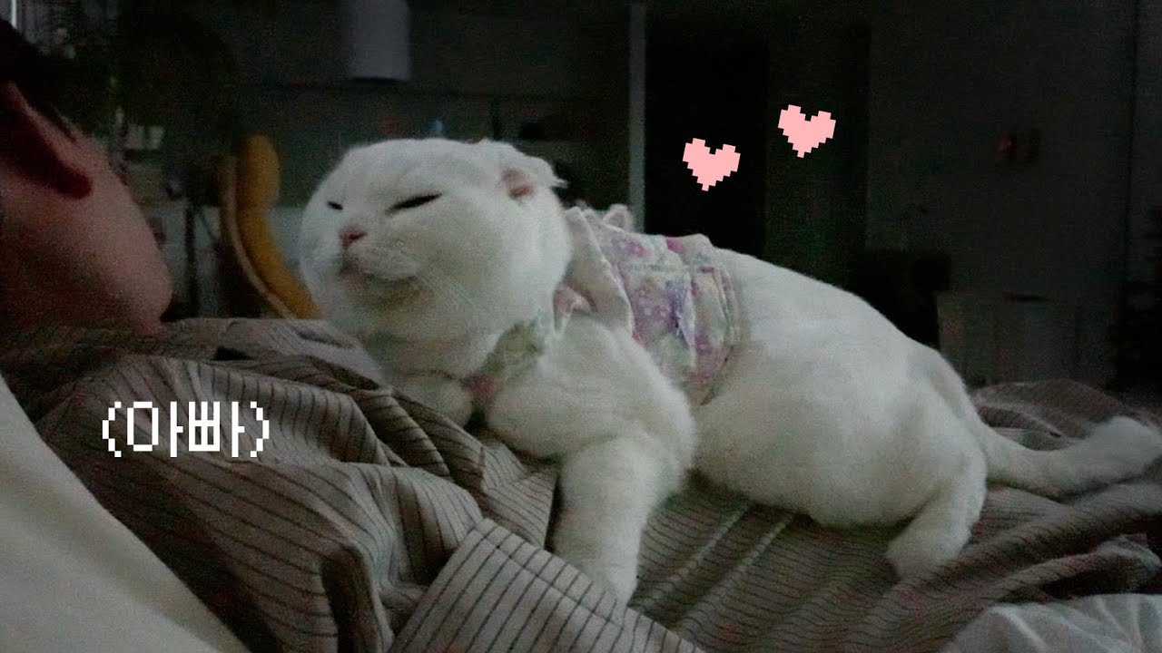 8살 고양인데 아직 혼자 못 잔대요 ㅠㅠ