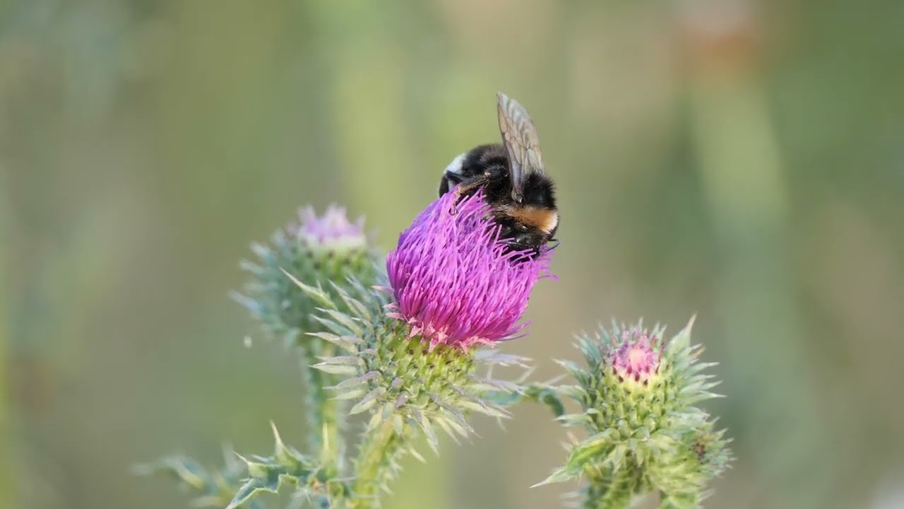 Bee on thistle