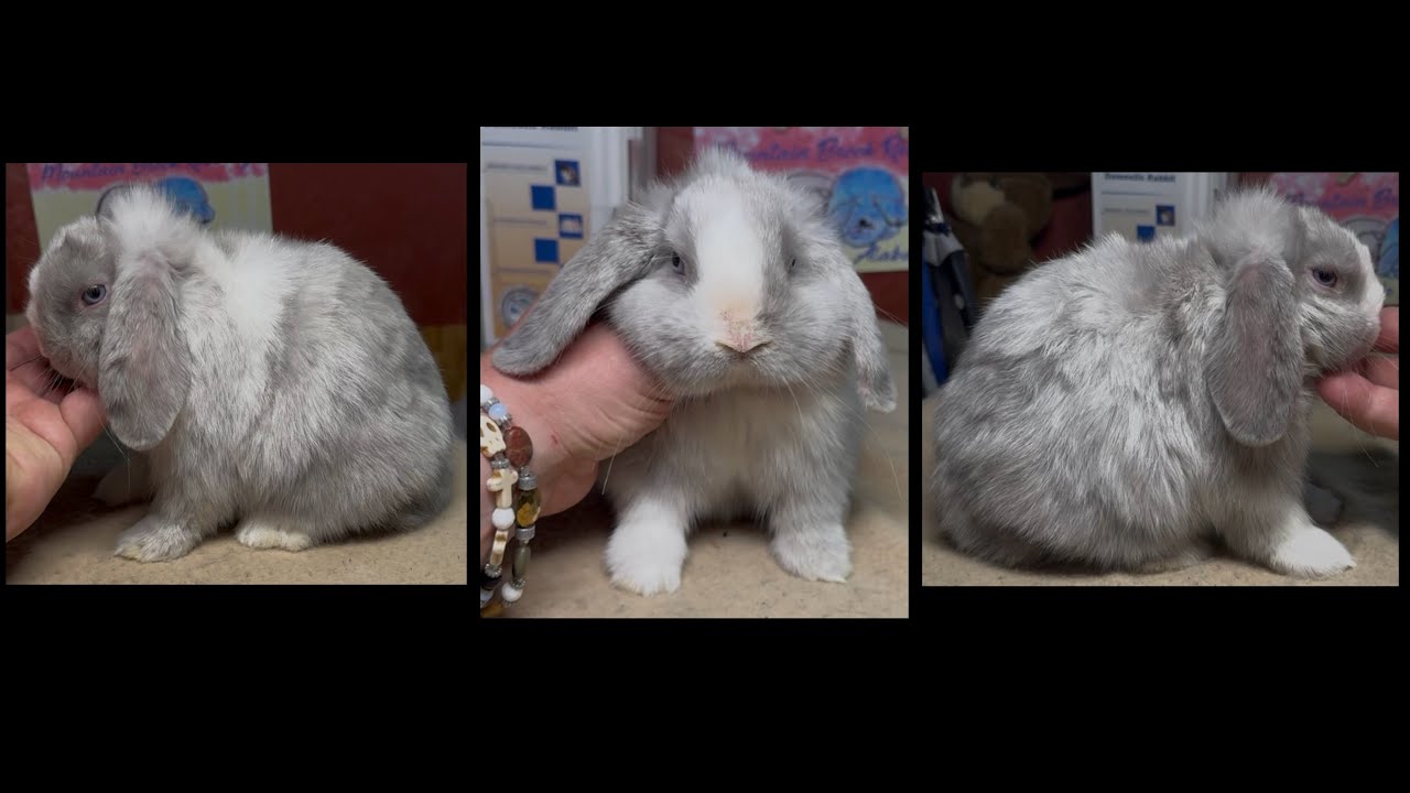 Cantata & Natsume Holland Lop Litter 73 Days Old