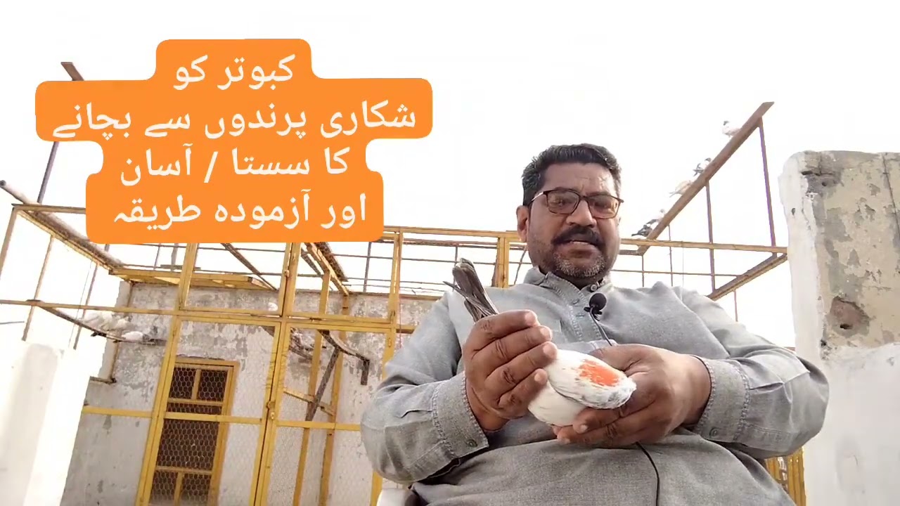 Easy way to save pigeons from predatory birds