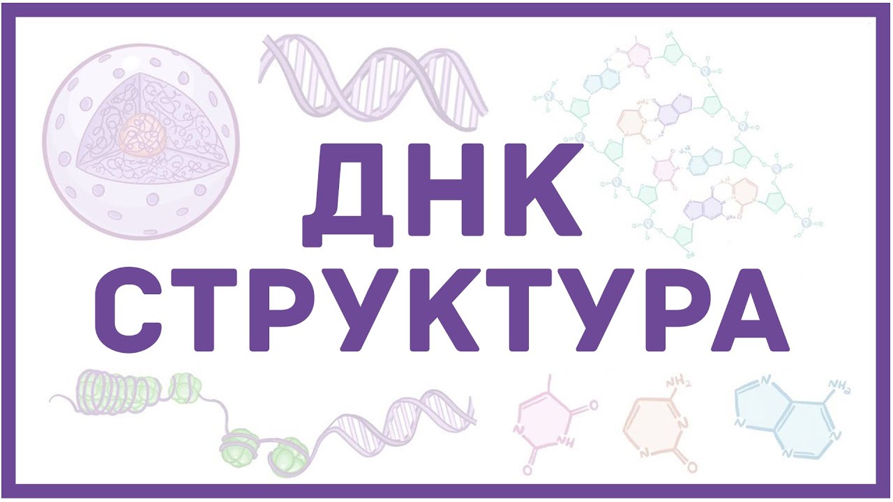 Структура ДНК