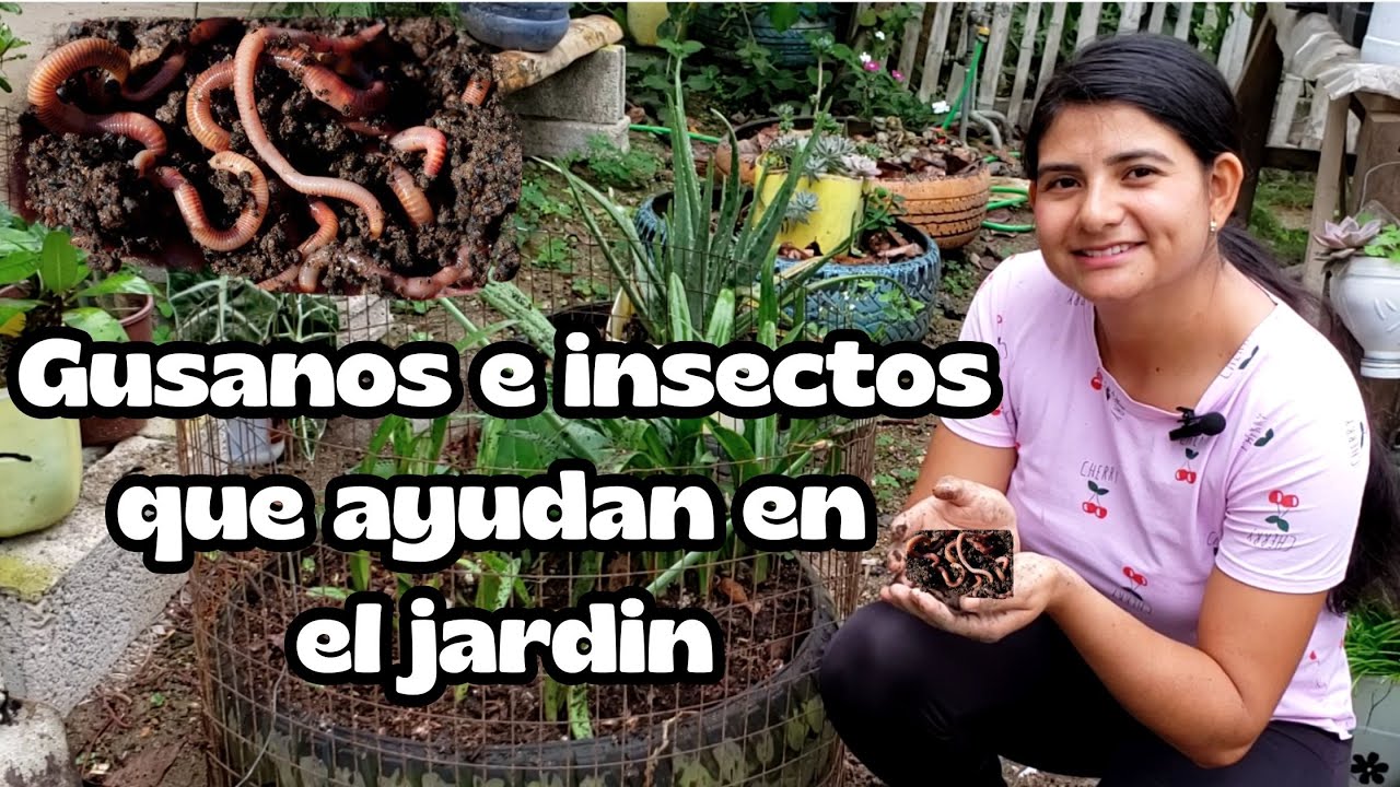 ¿Qué insectos ayudan a tus plantas?