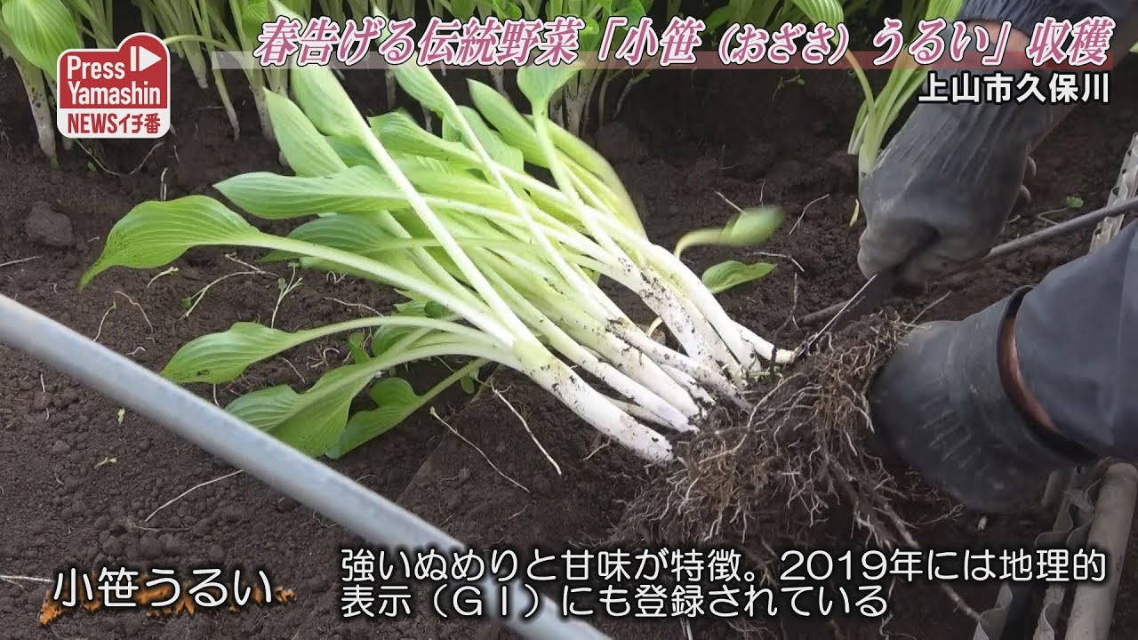 春告げる伝統野菜「小笹うるい」収穫　上山市久保川