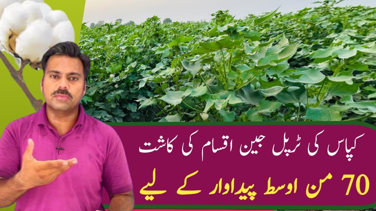High yielding Triple gene cotton varieties performance in field | Abid Ali Agrarian