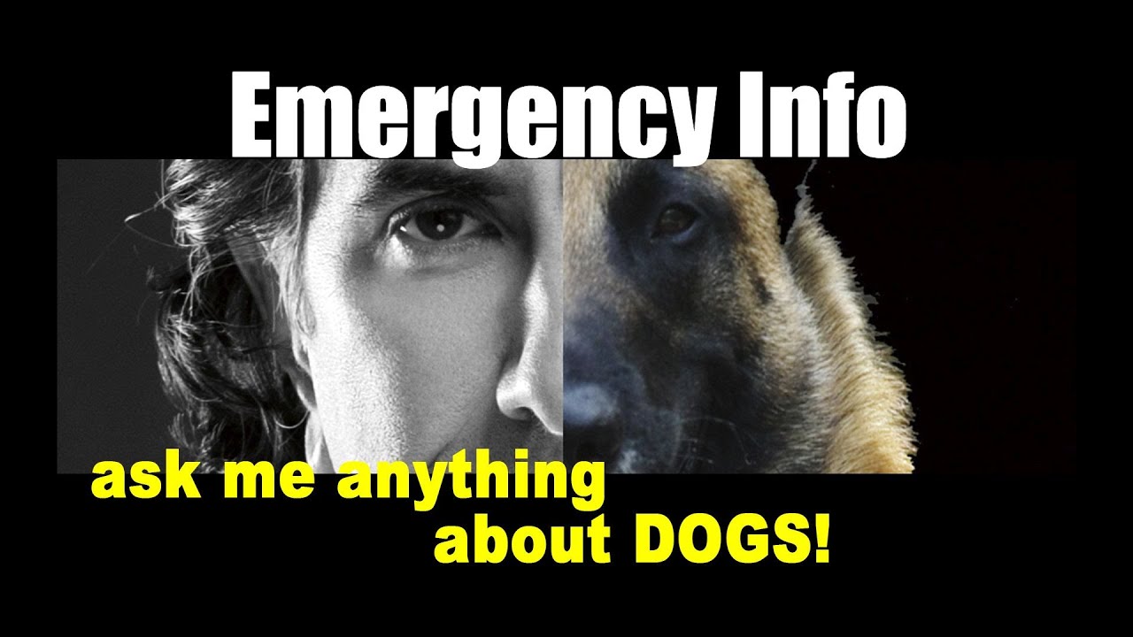 Keep Your Pets Safe for Evacuation - ask me anything - Pet Safety