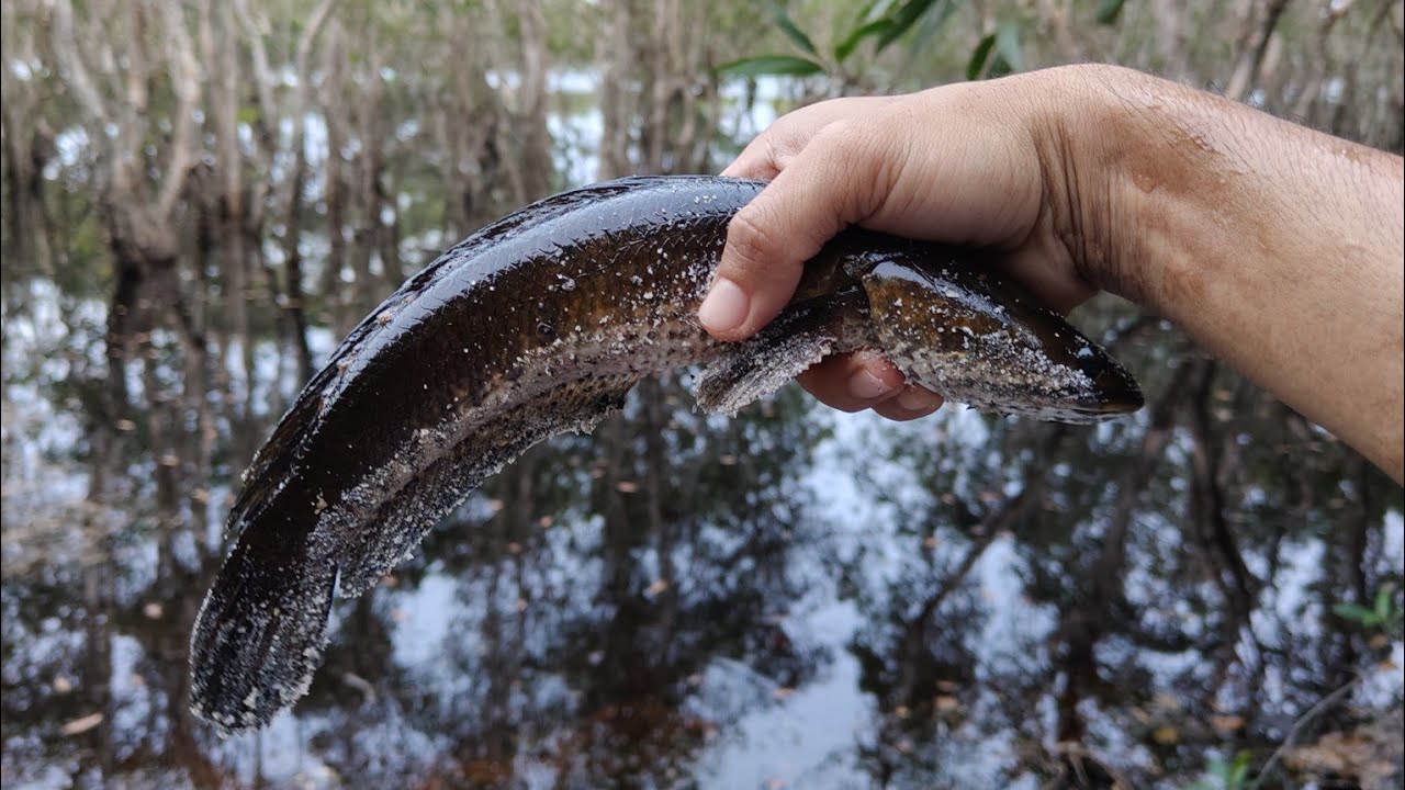 MANCING HARUAN LIAR DALAM HUTAN PAYA #snakehead #fishing 