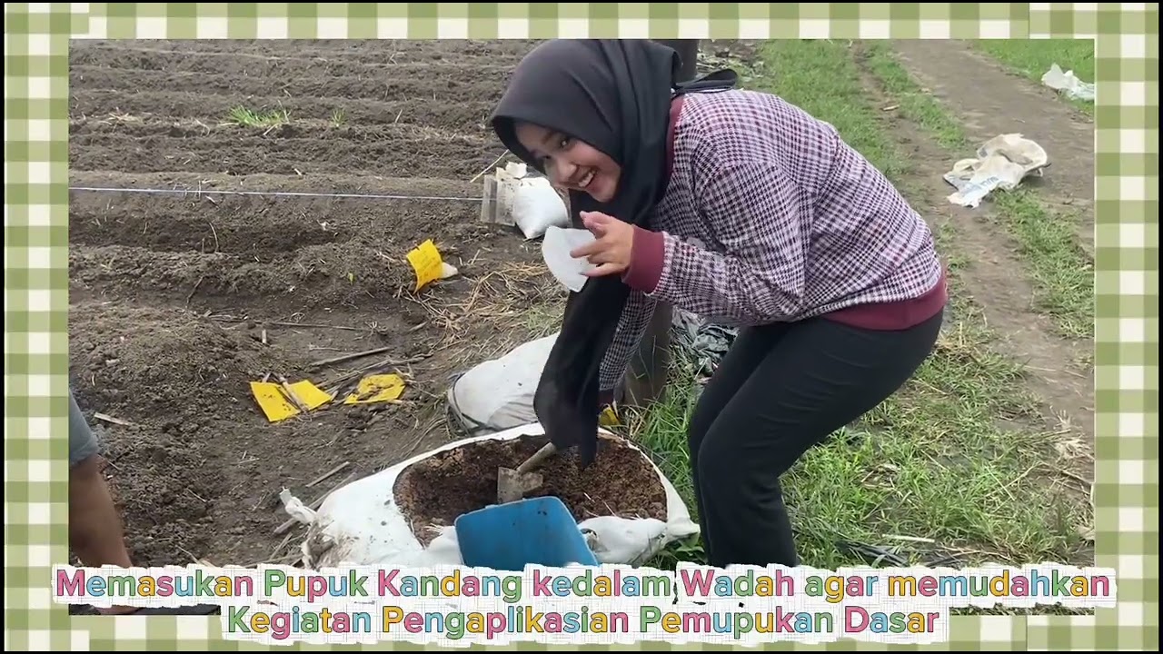 Pemupukan Dasar, Penyemaian Benih dan Pemasangan Mulsa. PL minggu 2