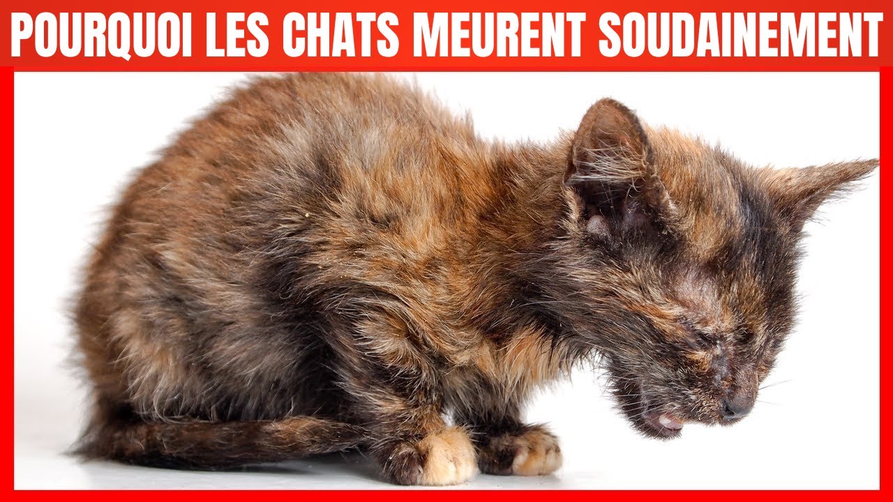 Pourquoi les chats meurent-ils subitement ? Les causes de la mort subite des chats !