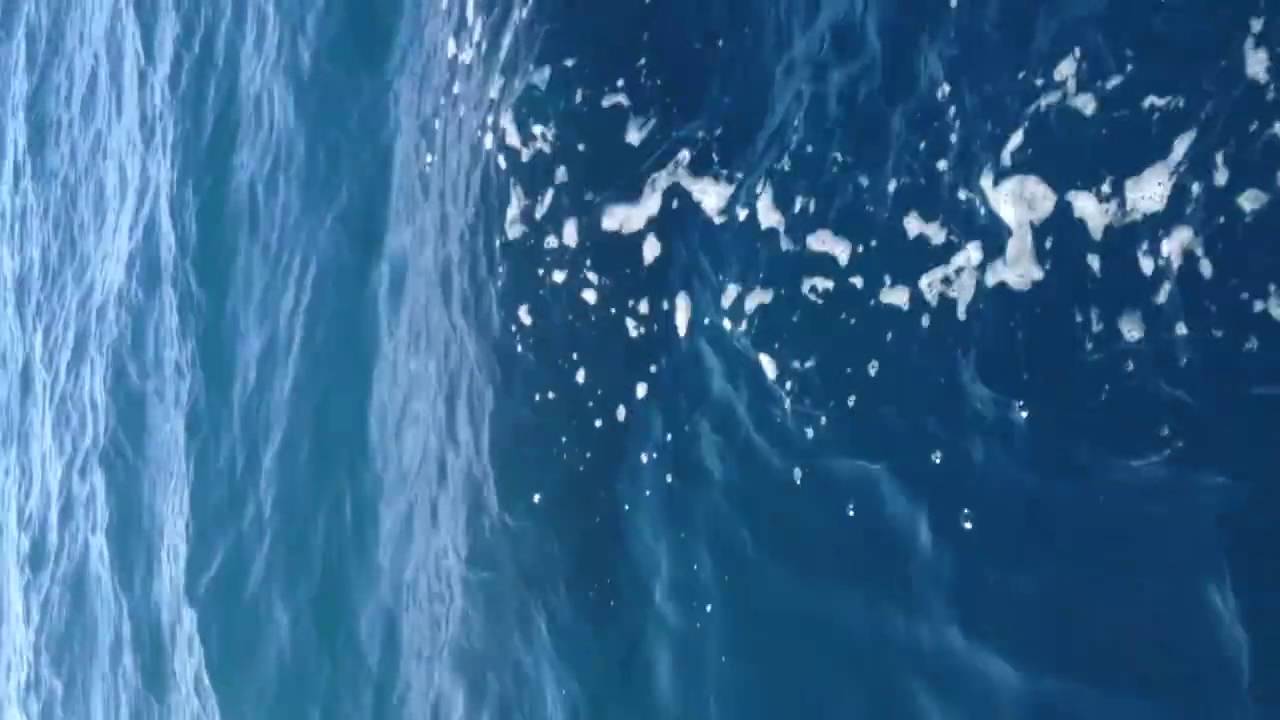 Baleine à la Pointe Pescade (Alger) Extraordinaire! [HD]