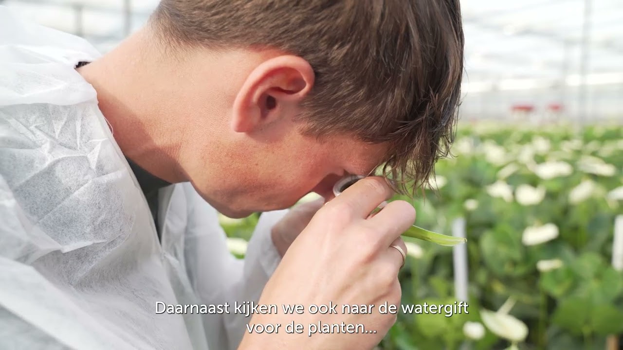 Werken Bij Delphy als adviseur sierteelt bij Delphy