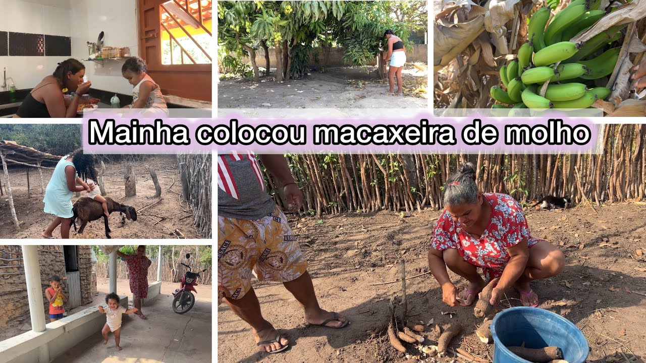 NOSSA MANHÃ NA ROÇA /  ESTAMOS NOS RECUPERANDO BEM +  colocamos macaxeira de molho para fazer bolo