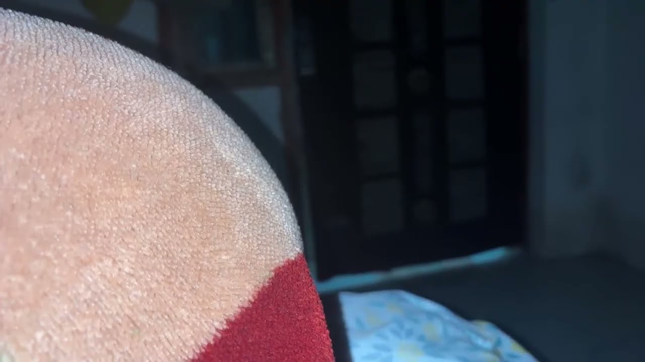 Funny labradore 🤣😂😂🤣🤣