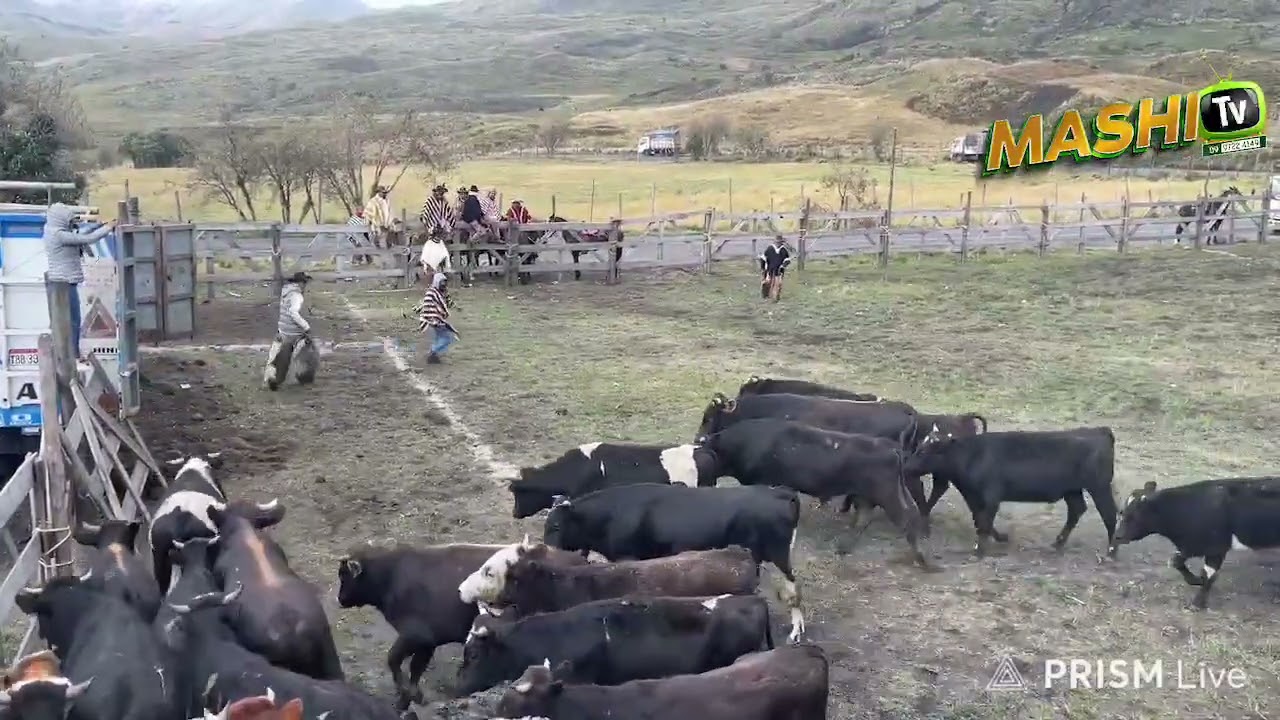 Rodeo en churo Pungo en fin de año