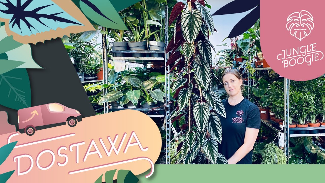 Zjawiskowy cissus discolor i tajemniczy Jim:) czyli sobotnia dostawa roślin w Jungle Boogie.