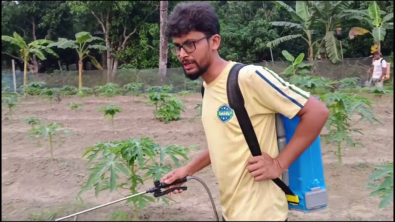 পেঁপে গাছে বরুন স্প্রে করবেন কখন।