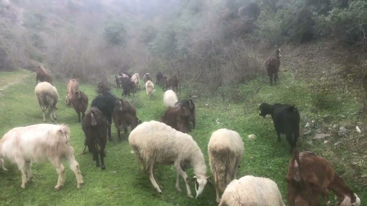 BAYRAMINIZ mübarek olsun 