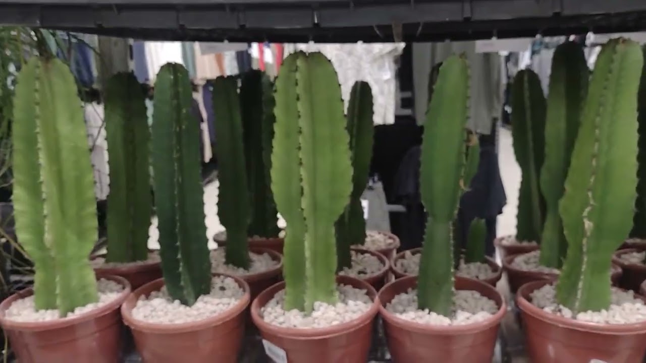 Plantas Carrefour Sulacap 24/07