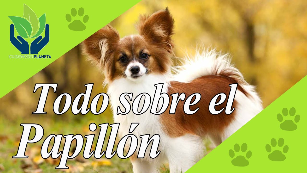 Papillón: conoce este increíble perro