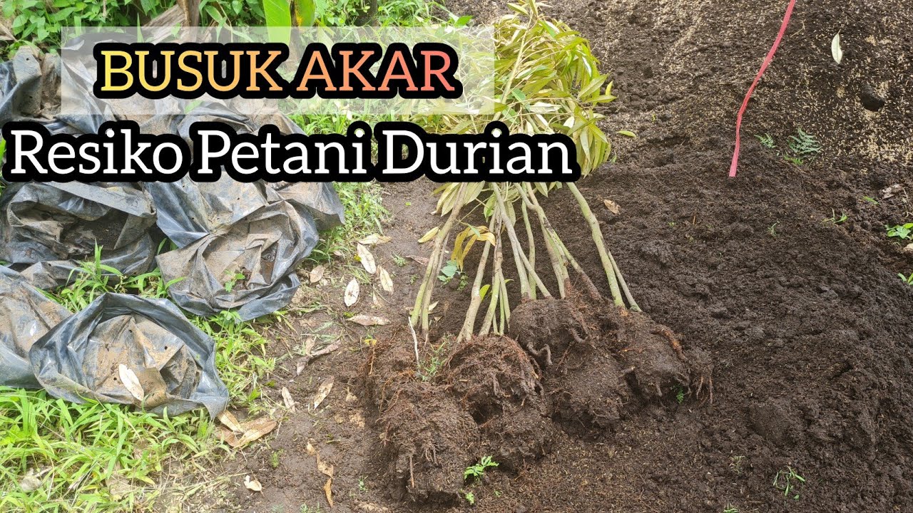 Bongkar Isi Planterbag Bibit Durian   yang JELEK | Bocah Duren
