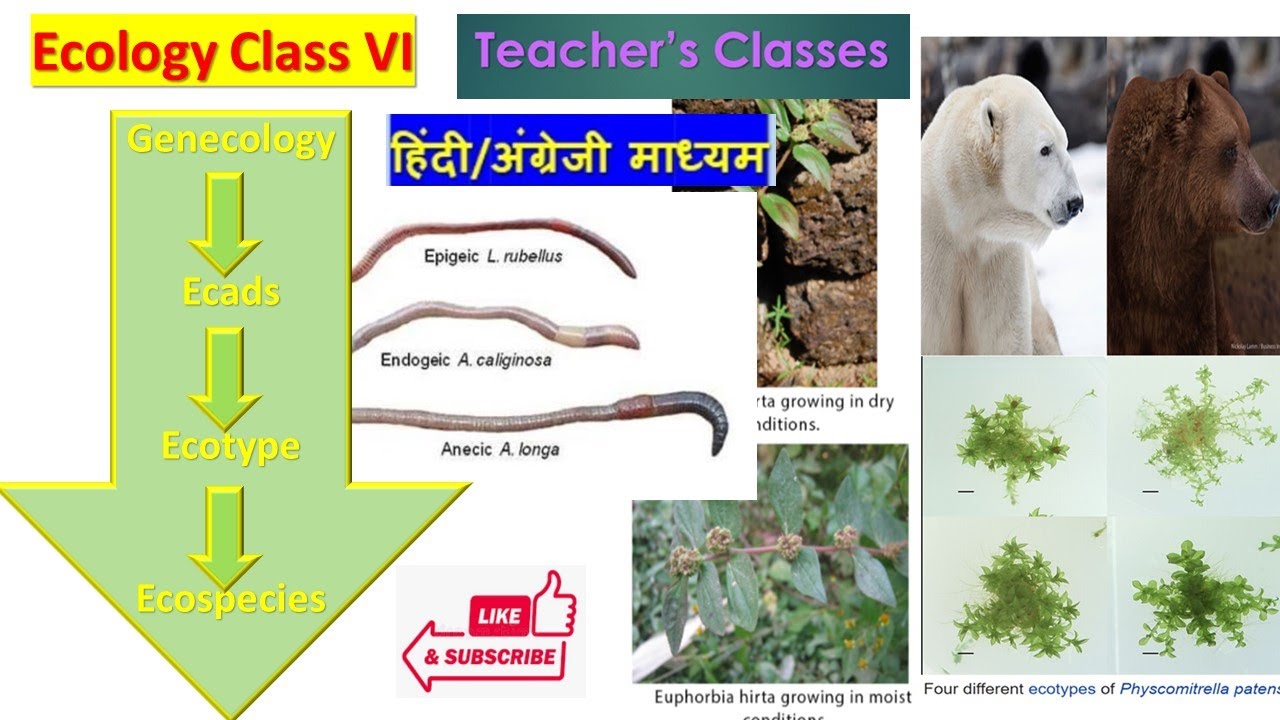 Ecads and Ecotype in Hindi| Ecology Class 6|B.Sc. 3rd year| CSIR NET| SET| College lecturer