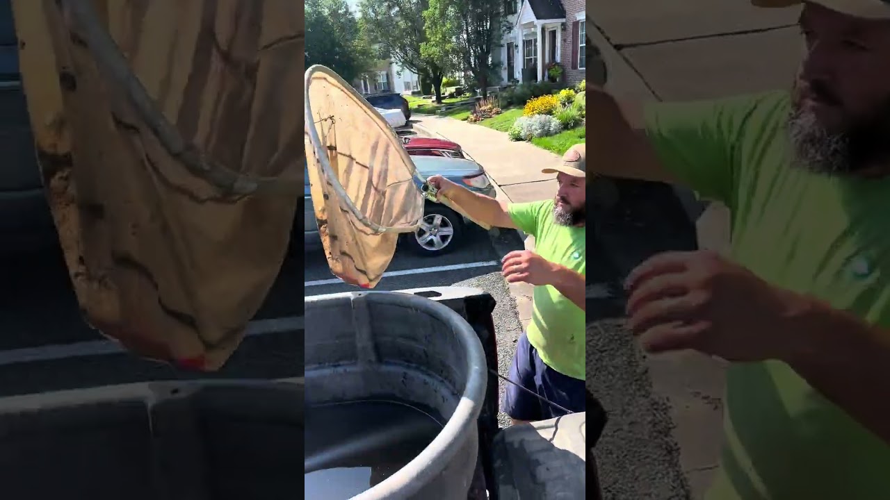 Transporting Paul's Beautiful KOI FISH to NEW HOME! 🐠🐠 | #shorts