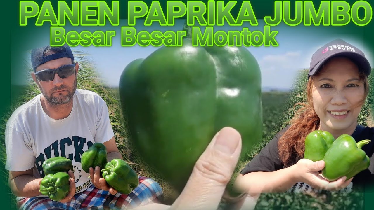 PANEN PAPRİKA JUMBO Dİ TURKEY || BIG PAPRIKA HARVEST IN TURKEY ||