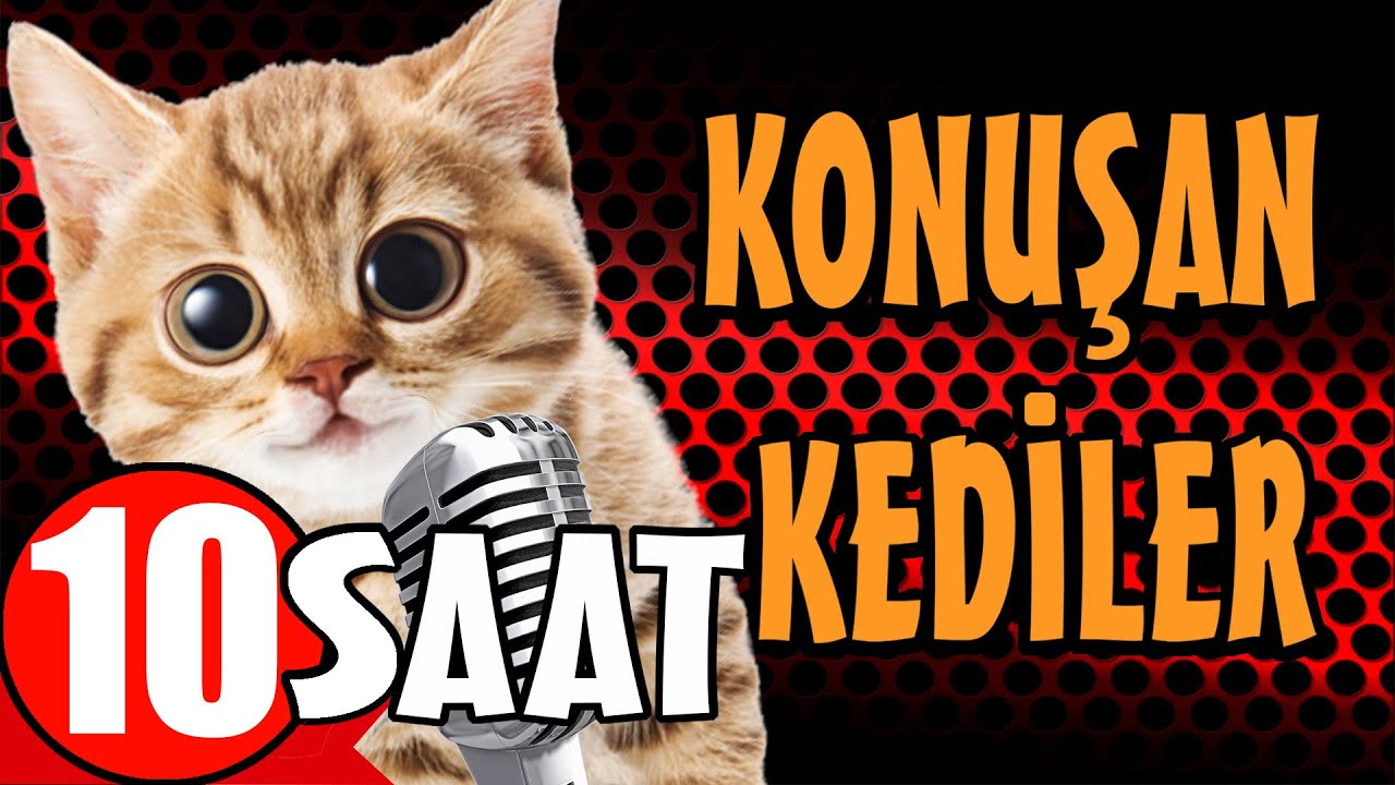 Konuşan Kediler 10 Saat - Sinema Tadında Komik Kedi Videoları