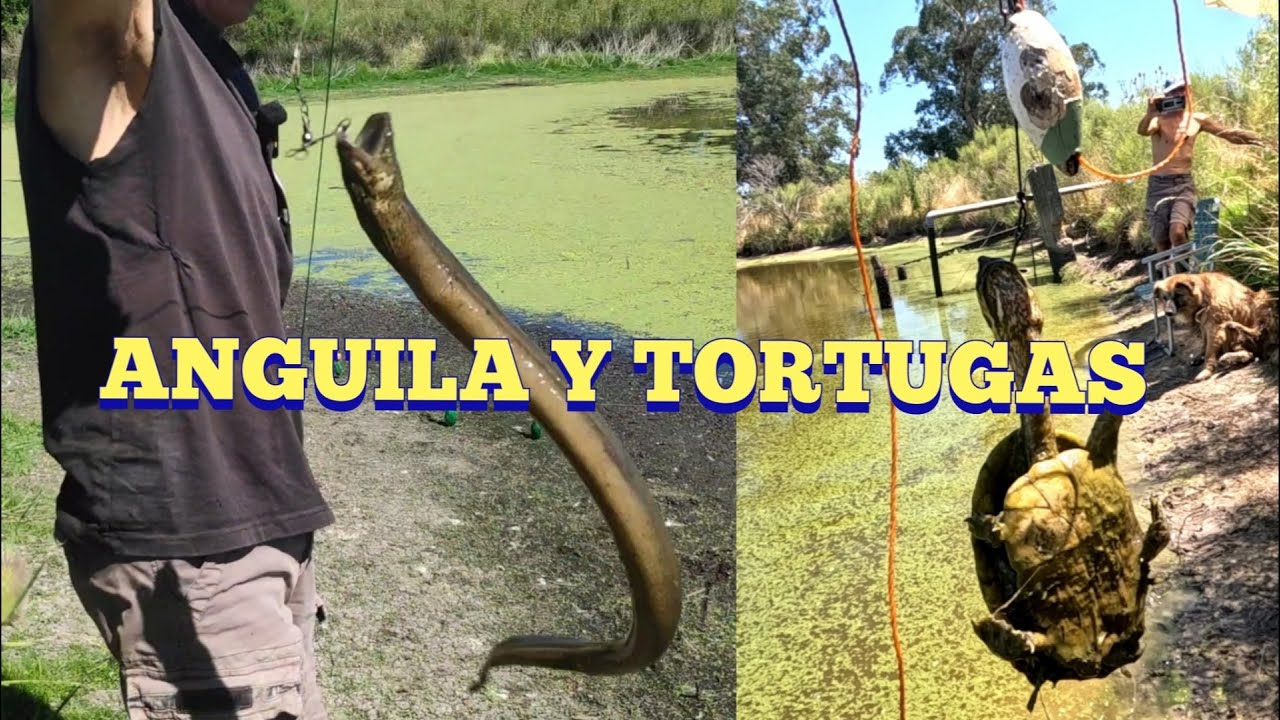 Pesca de anguilas y tortugas en Pesca en agua dulce