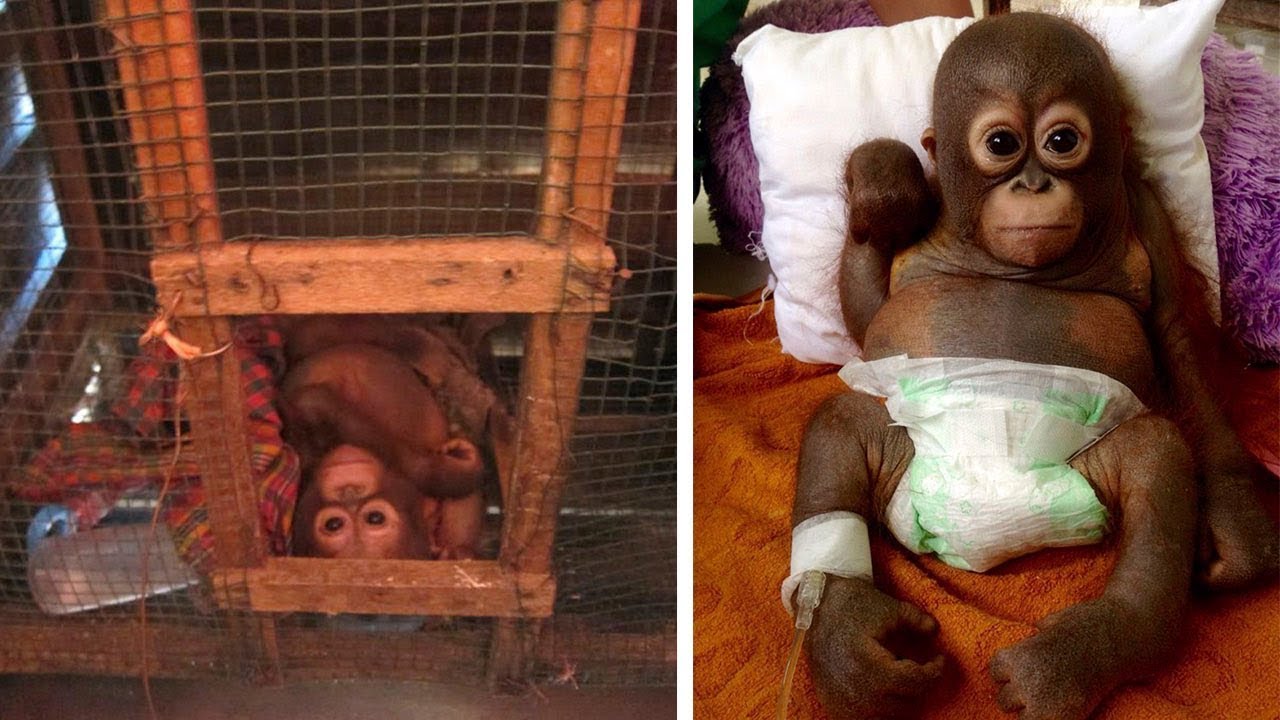 Orangután que vivió en una jaula para gallinas fue rescatado 💚