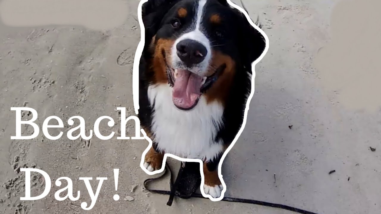 Bernese Mountain Dog Visits The Ocean
