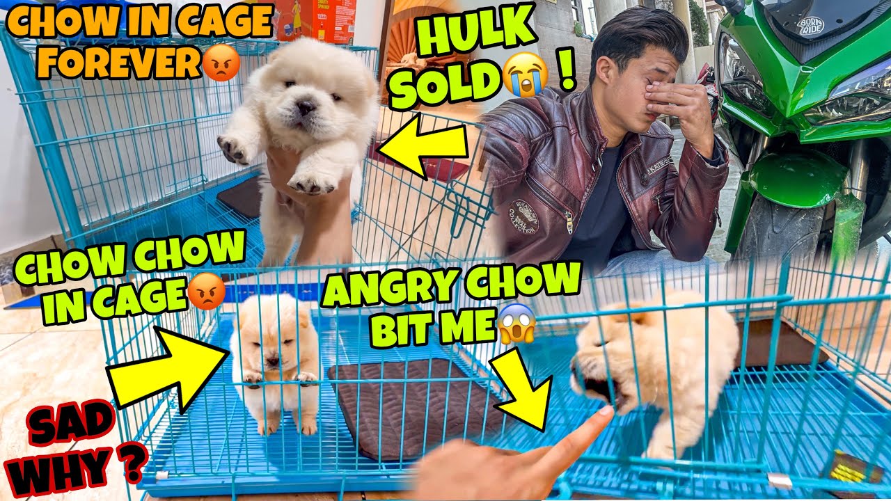 Hulk Sold😭 | Angry😡Chow Chow in Cage Forever😨 | Chow bit my finger😭 My pet Instagram Account