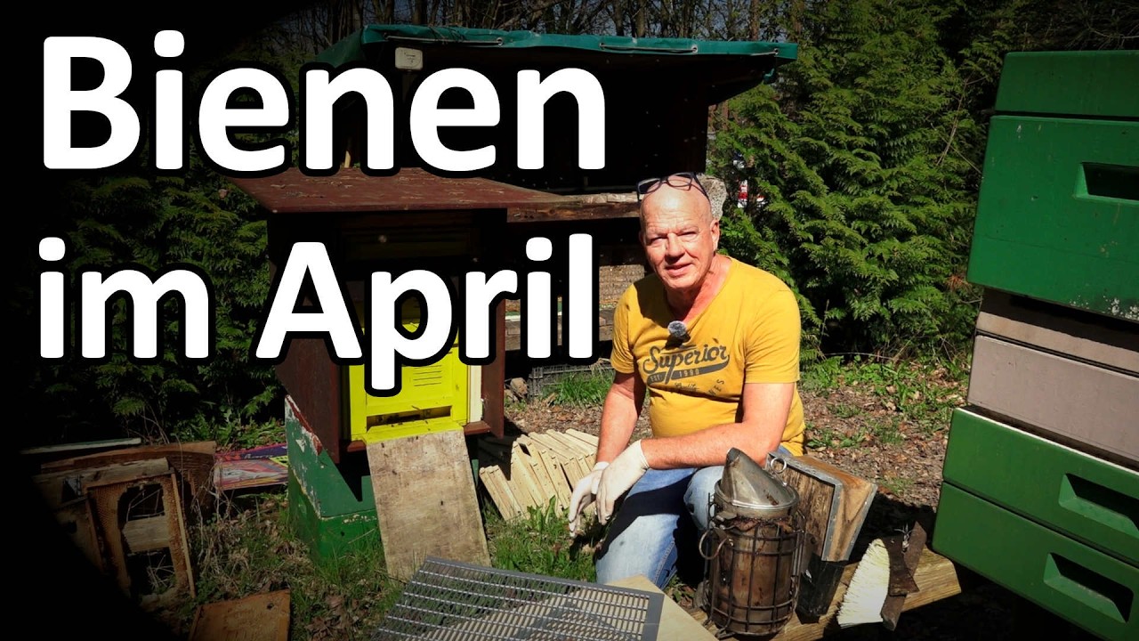 Bienen im April: Hinterbehandlungsbeute Kuntzsch erweitern - Dunkle Biene F1 #dunklebiene