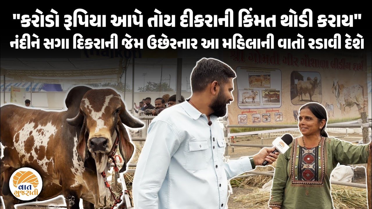 દિકરાની જેમ નંદીને પ્રેમ કરનાર આ મહિલાનો પશુપાલનને લઈ કરી મોટી વાત  | Cattle | Saurashtra