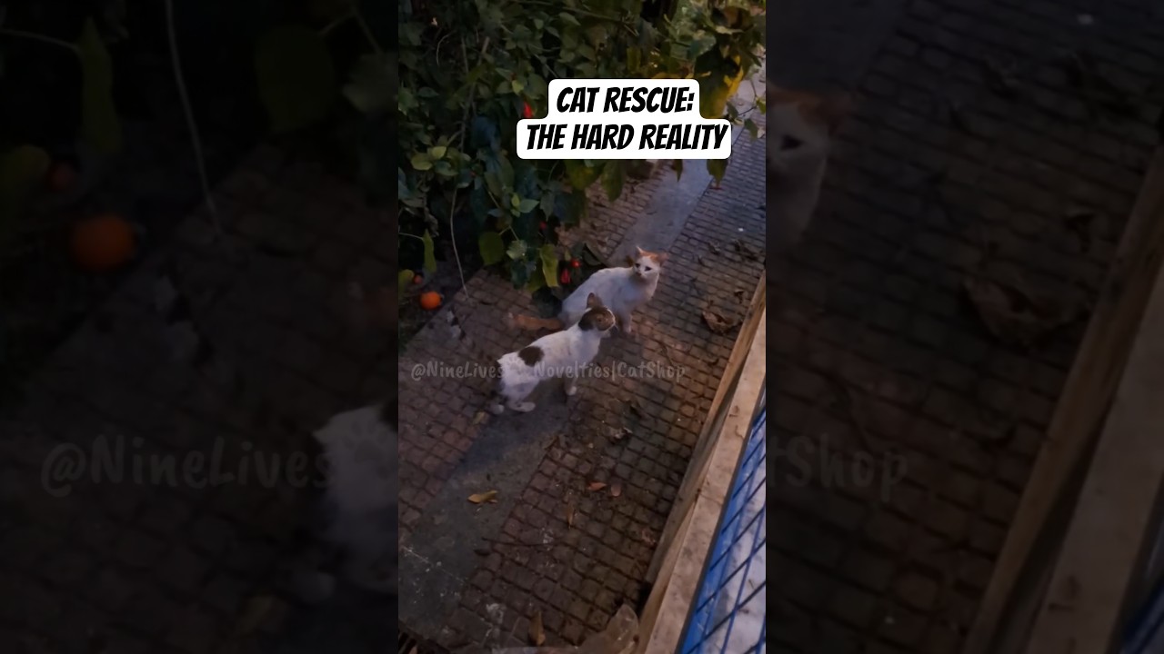 CAT RESCUE:THE HARD REALITY
