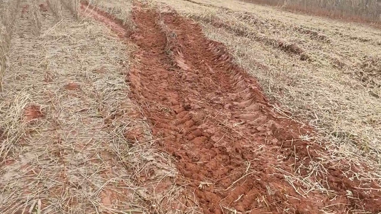 Sabadão deu colleita só as amarelas.agro mt
