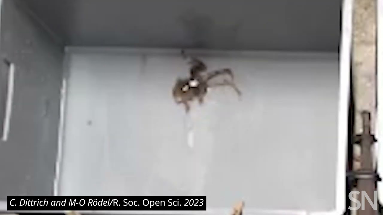 Watch a female frog play dead and ward off a male mate | Science News