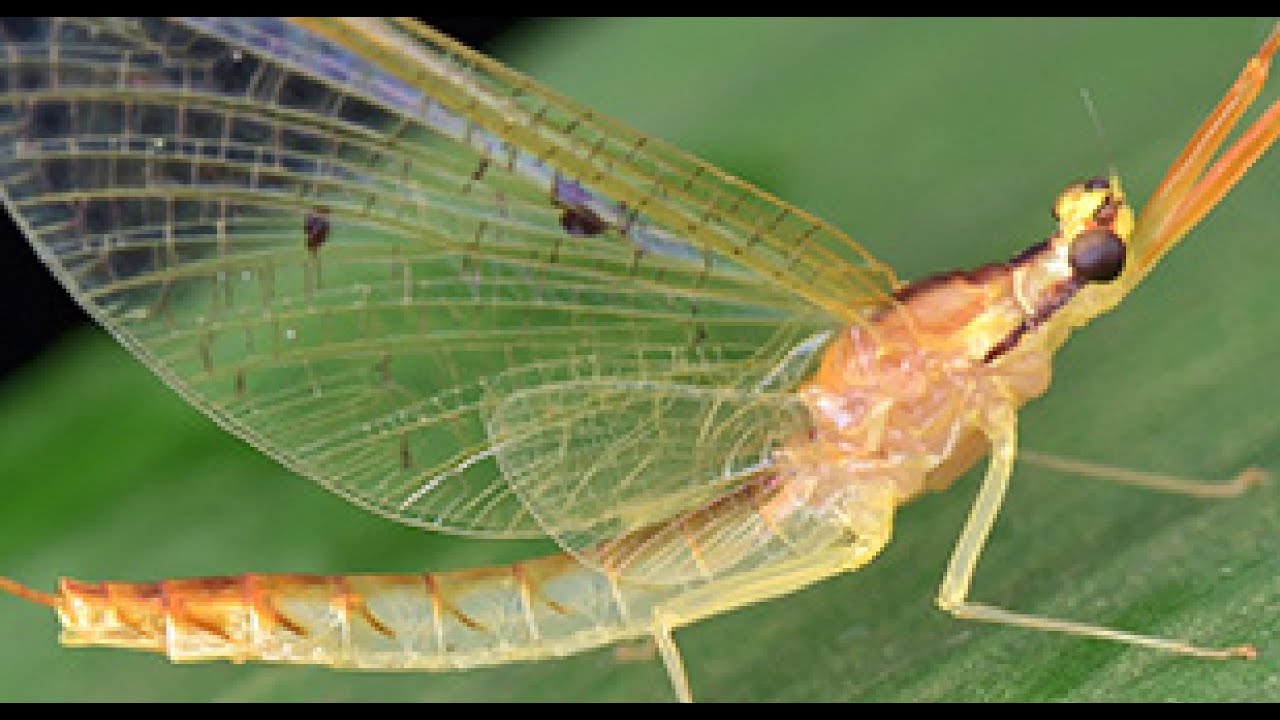 Nature&rsquo;s Shortest Life: The Mayfly Story: #MayflyLife #AnimalDocumentary #OneDayInsect #ShortLife