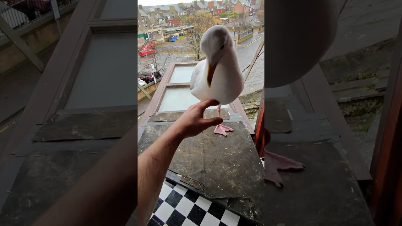 Моя домашняя чайка и её нетерпение, свойственное тунцу!