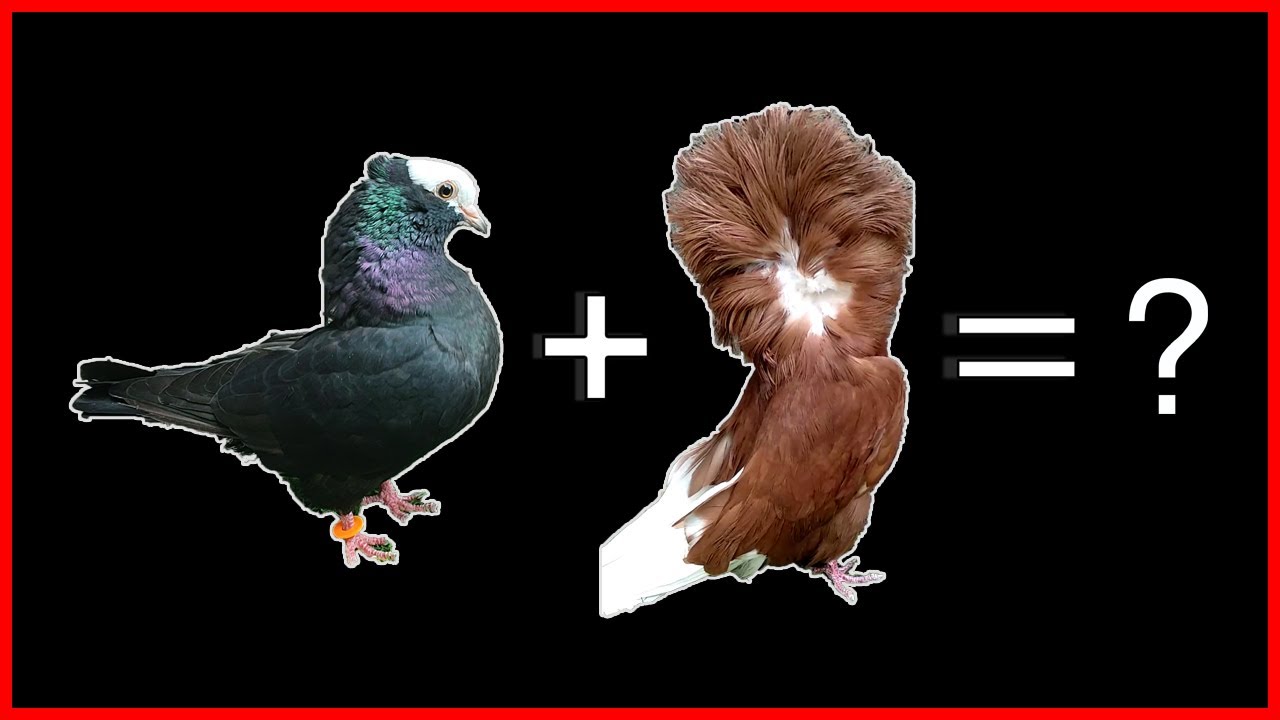 Jacobin X Mookee | Cross Breeding Pigeons