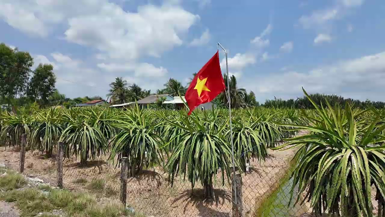 QUA PHÀ BÀ NHỜ _ THUẬN MỸ  _ CỐNG RẠCH TRÀM _ ĐƯỜNG 879D ĐI CHỢ GẠO 