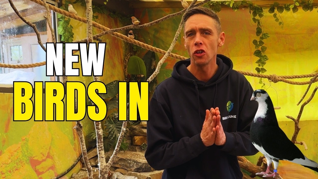 New Birds In The Aviary & We&rsquo;ve Started Roller Pigeons