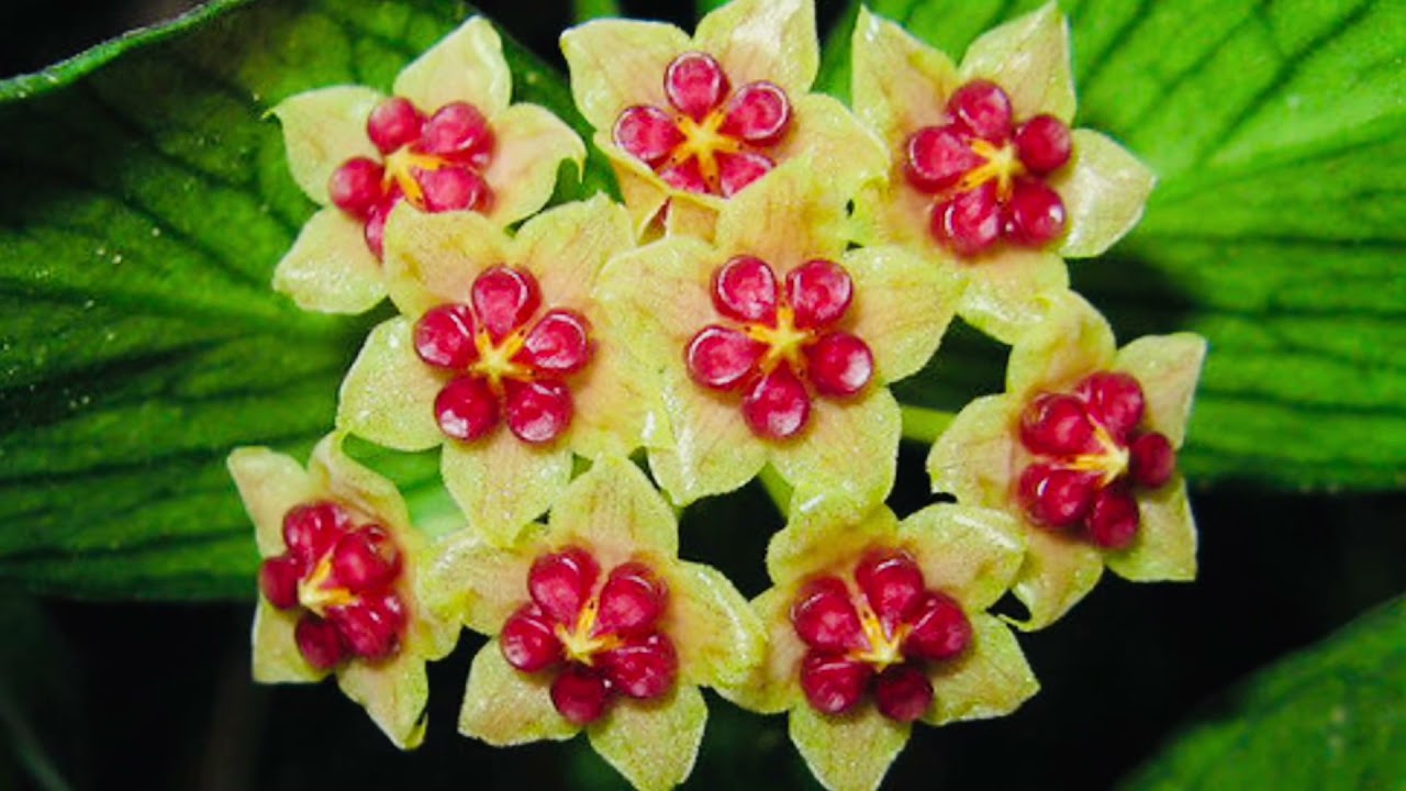 Hoya Polyneura/Fishtail