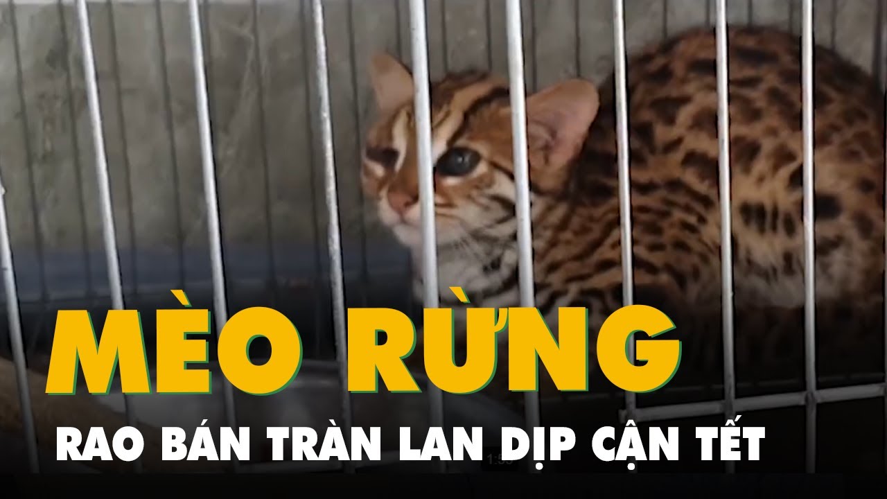 Tràn lan rao bán mèo rừng dịp cận Tết Quý Mão