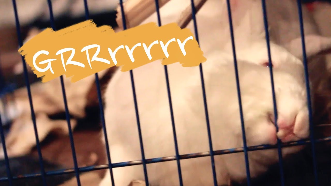 When Rabbits Bite