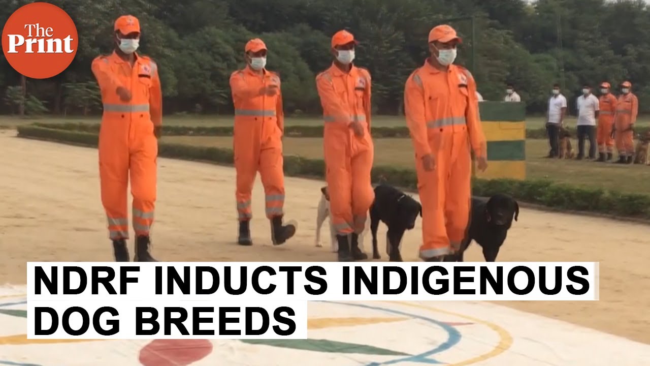 NDRF inducts indigenous dog breeds for rescue operations under PM's 'vocal for local' initiative