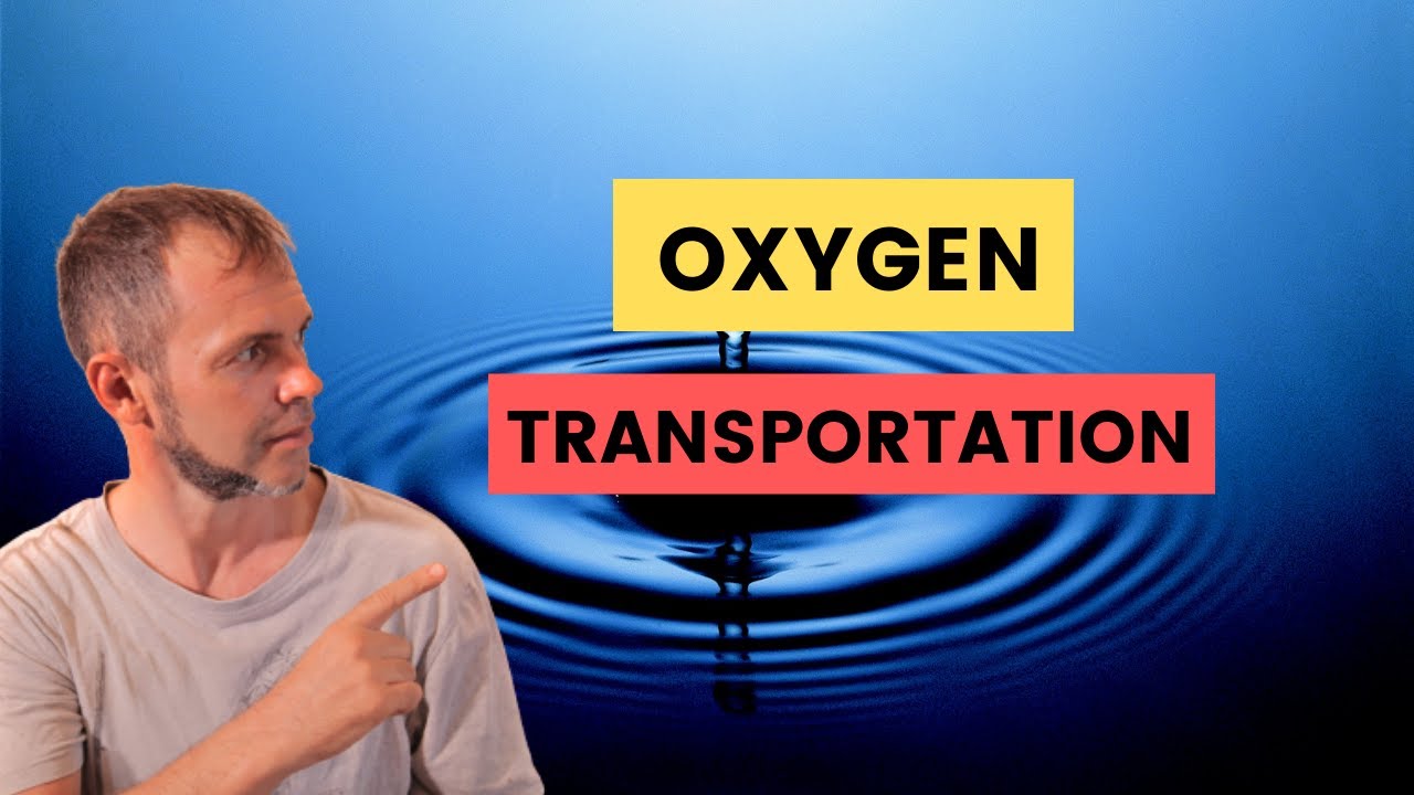 Oxygen Transportation Simplified | A Beginner Freediver Guide to How Your Body Works