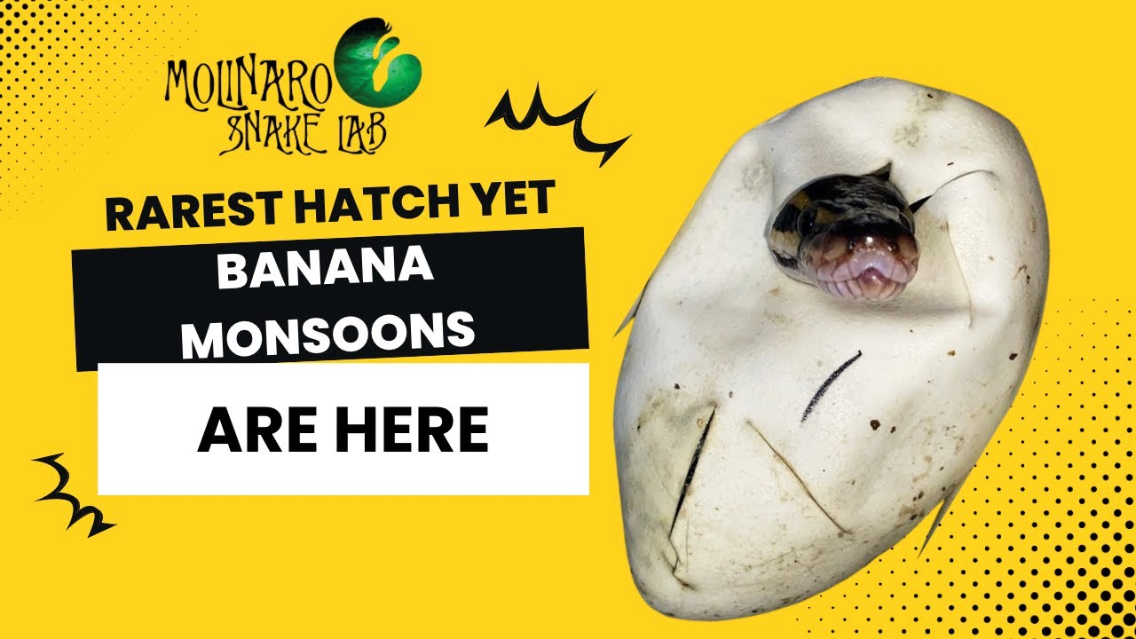 Hatching Rare Banana Monsoon Ball Pythons!