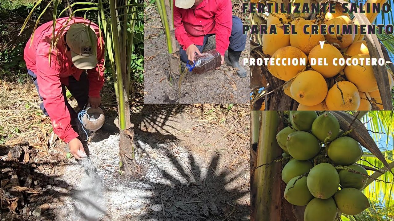EL SECRETO para el COCOTERO Crezca Rápido y De frutos en poco TIEMPO.