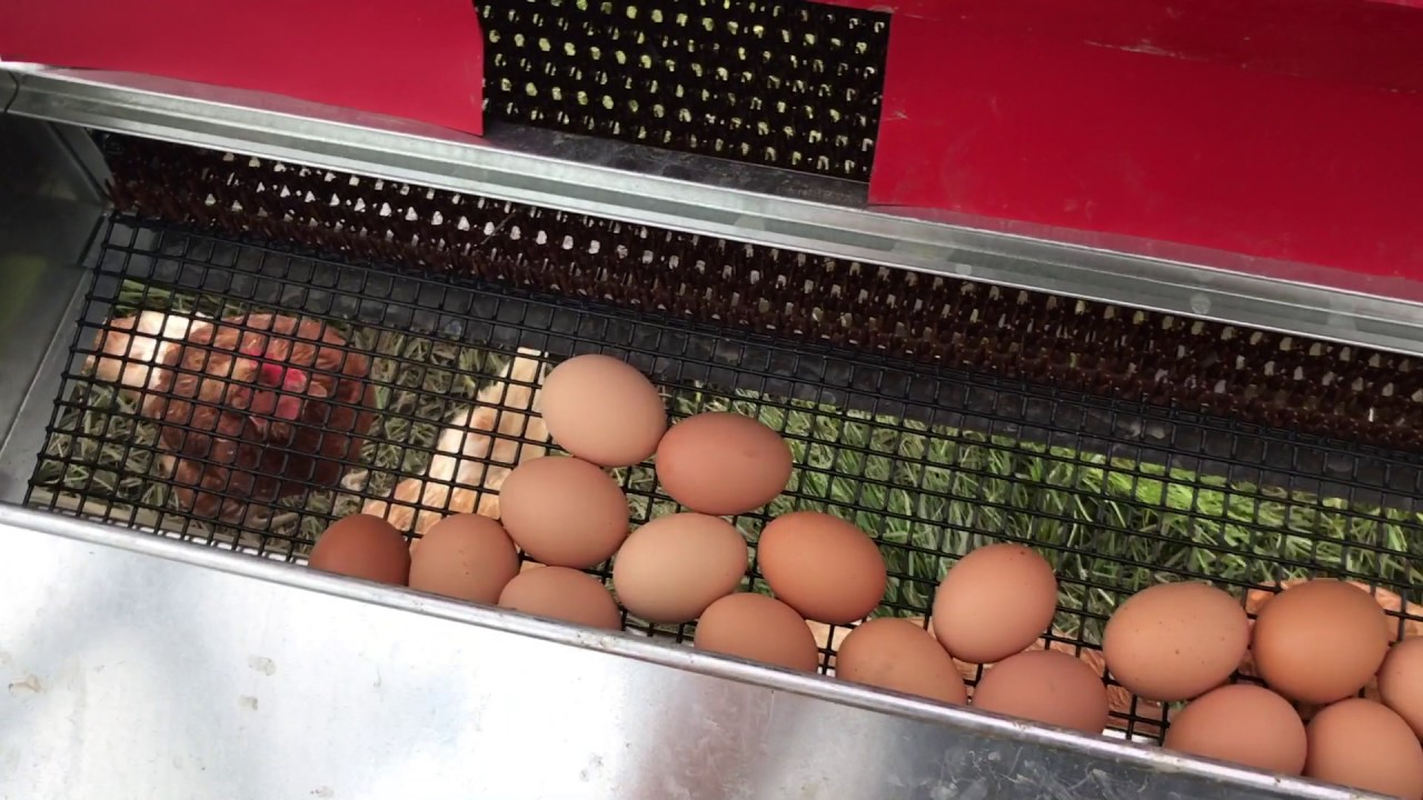 How to keep your eggs clean and unbroken - Community Rollout Nest Box - HenGear.com